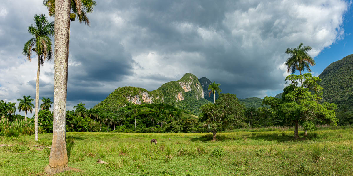 Mil Cumbres : pain de Guajaibón