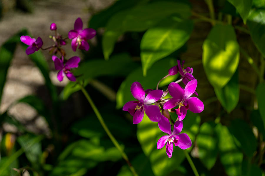 Soroa : jardin aux orchidées