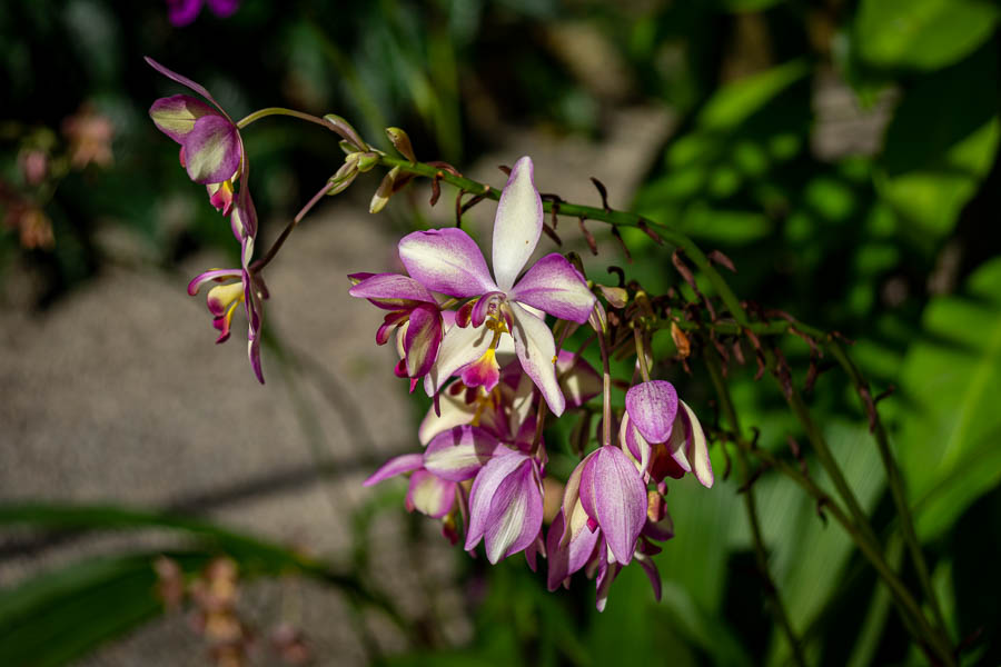 Soroa : jardin aux orchidées