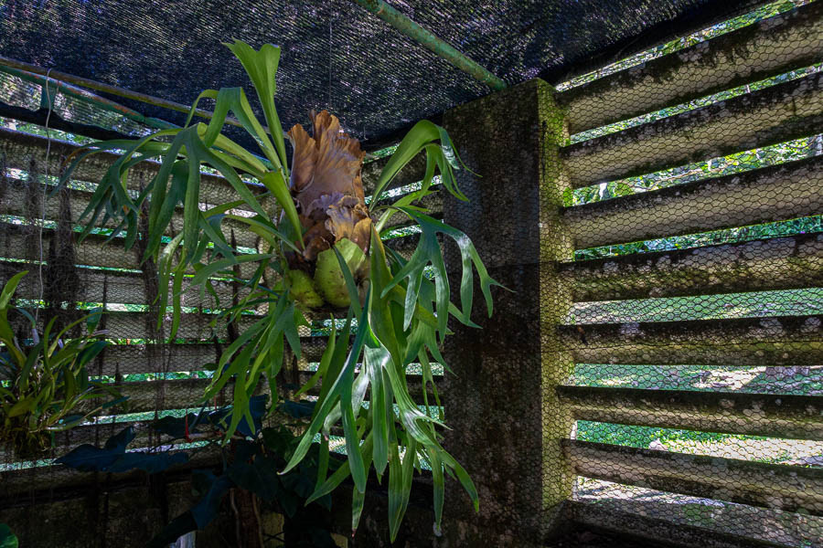 Soroa : jardin aux orchidées