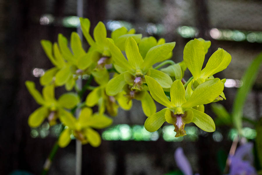 Soroa : jardin aux orchidées