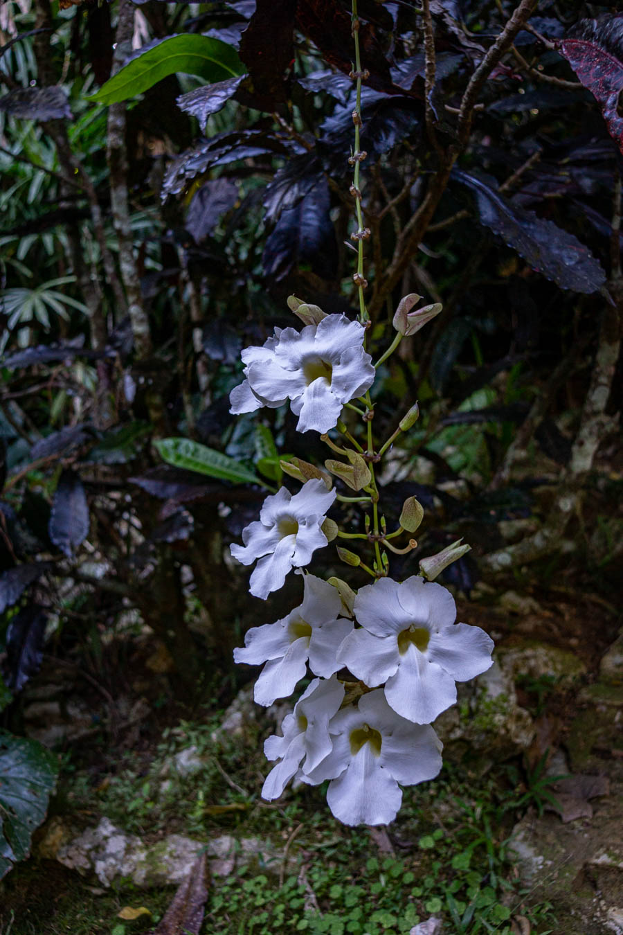 Soroa : jardin aux orchidées, fleurs (Thunbergia grandiflora alba)