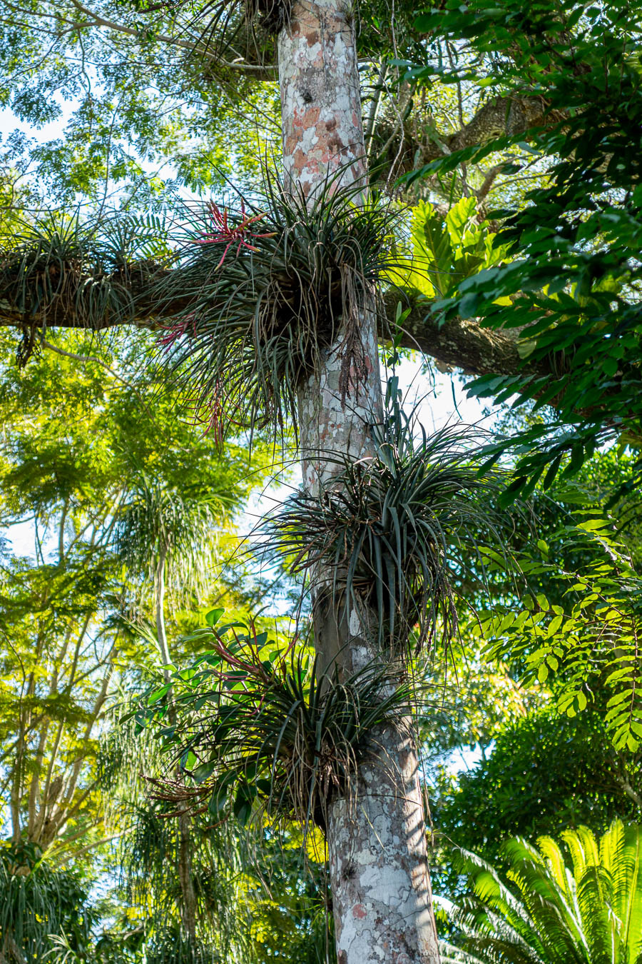 Soroa : jardin aux orchidées