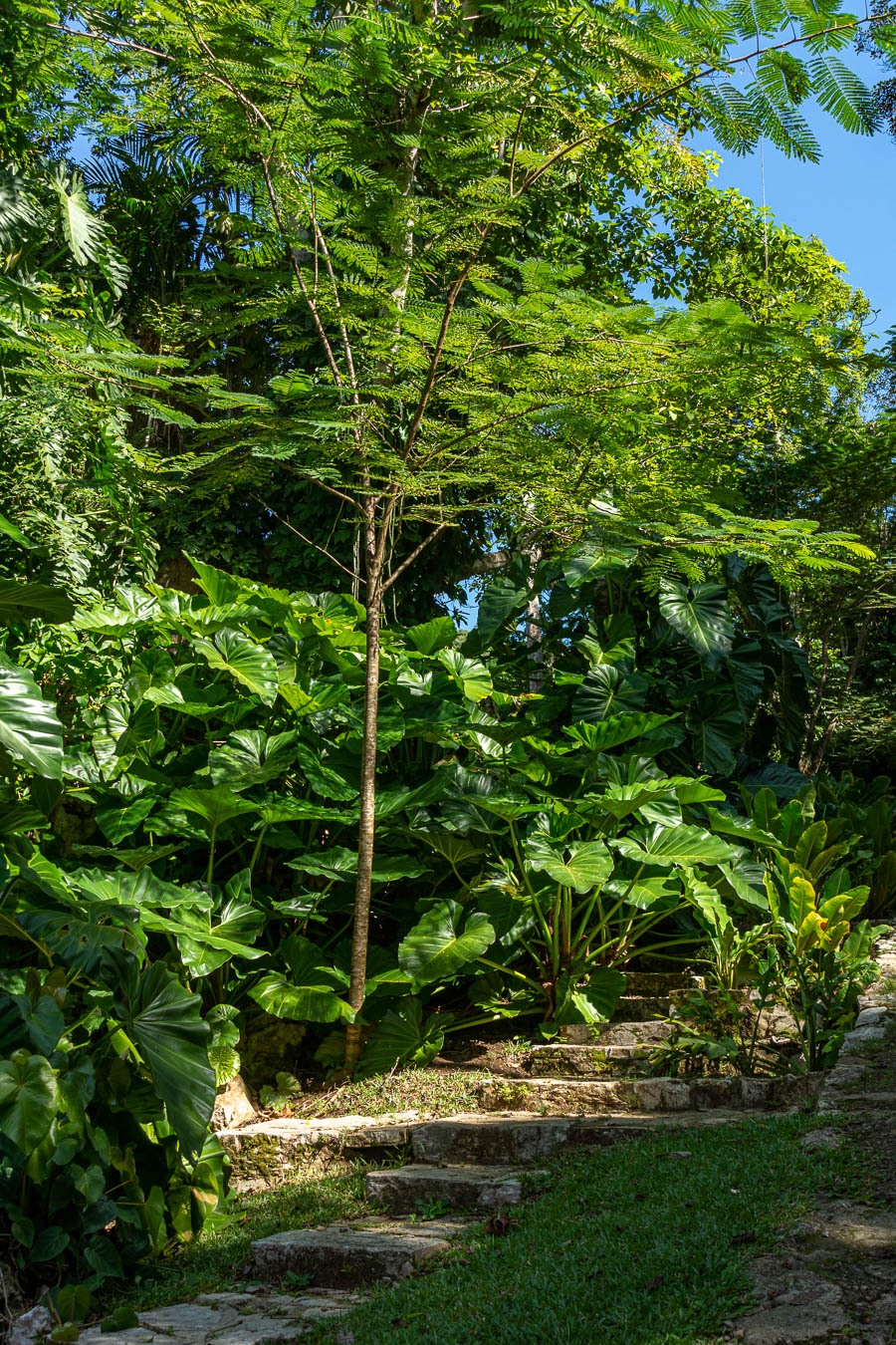 Soroa : jardin aux orchidées