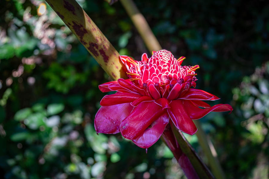 Soroa : jardin, rose de porcelaine (Etlingera elatior)