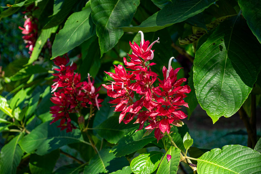 Soroa : jardin aux orchidées