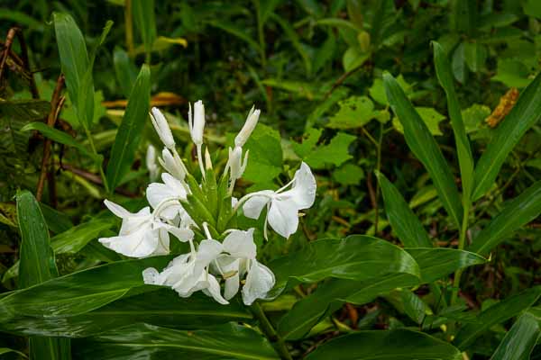 Baracoa : mariposa, fleur nationale cubaine