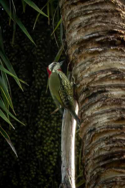 Baracoa : pic poignardé (Xiphidiopicus percussus)