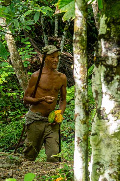 Baracoa : récolte de cabosses