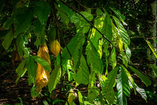 Cacaoyer et cabosses