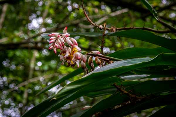 Réserve de Banao : gingembre coquille (Alpinia zerumbet)