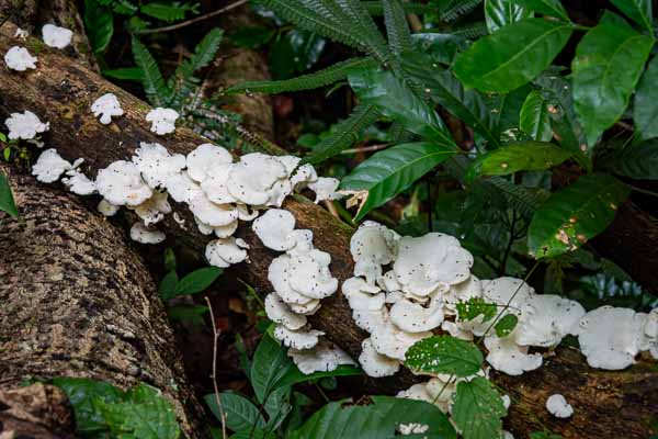 Réserve de Banao : champignons
