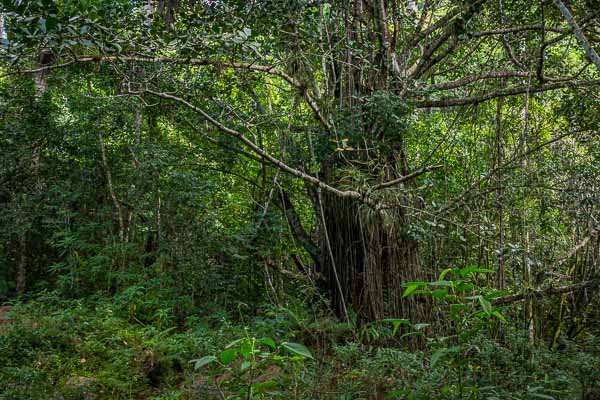 Réserve de Banao : ficus