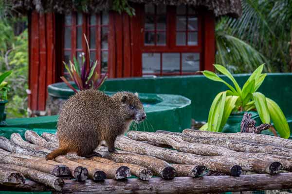 Ferme aux crocodiles : hutia de Cuba