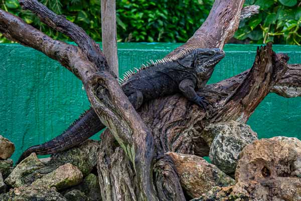 Ferme aux crocodiles : iguane