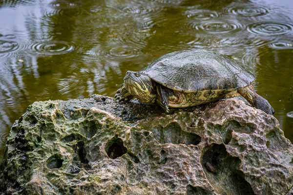 Ferme aux crocodiles : tortue
