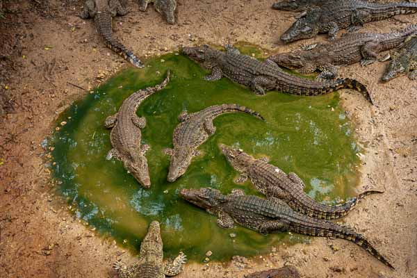 Ferme aux crocodiles : crocodiles adultes