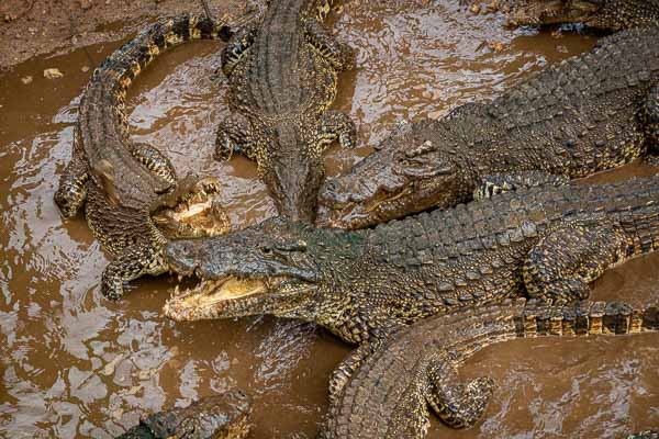 Ferme aux crocodiles : crocodiles adultes