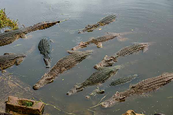 Ferme aux crocodiles : crocodiles adultes