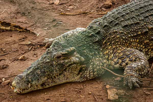 Ferme aux crocodiles : crocodile adulte