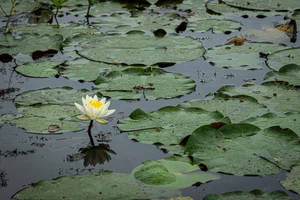 Ferme aux crocodiles : lac aux nénuphars