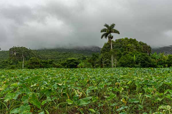 Viñales : champ de taro