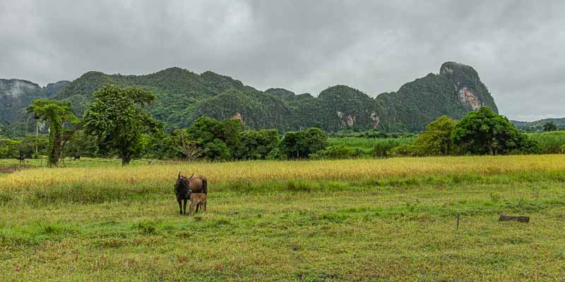 Viñales : rizière et mogote