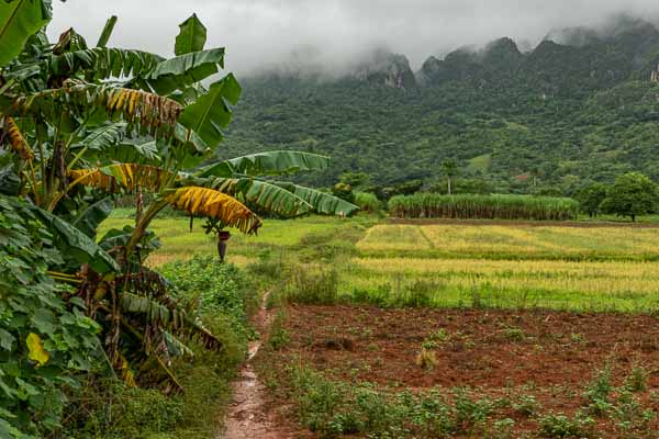 Viñales : bananiers, rizière et mogote