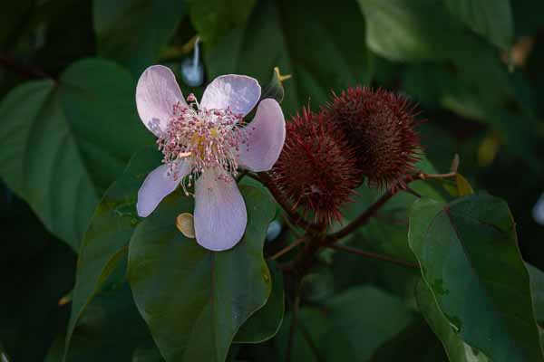 Viñales : fleur de roucou