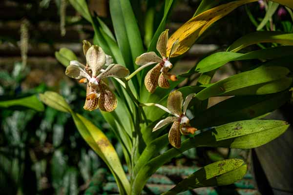 Soroa : jardin aux orchidées