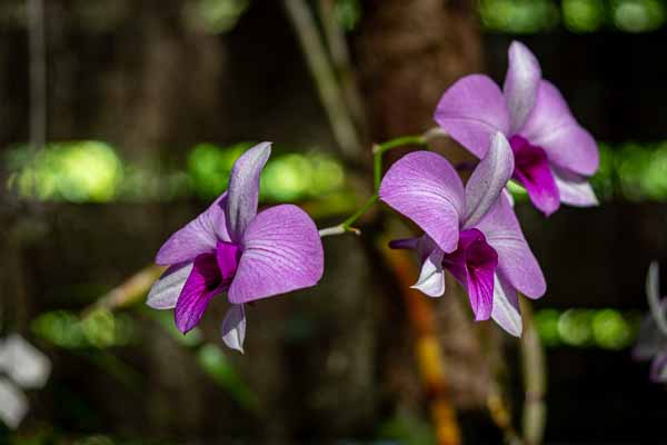 Soroa : jardin aux orchidées