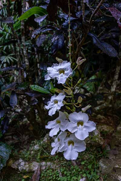 Soroa : jardin aux orchidées, fleurs (Thunbergia grandiflora alba)