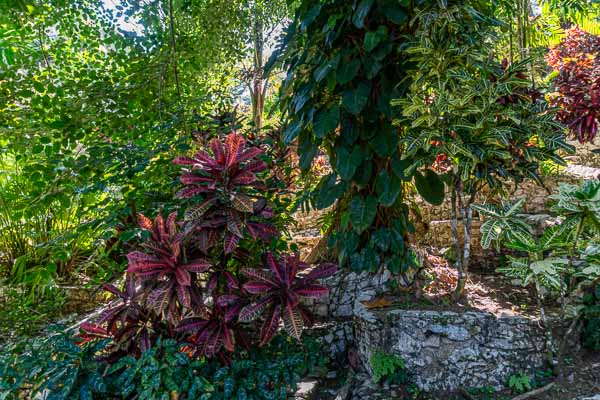 Soroa : jardin aux orchidées