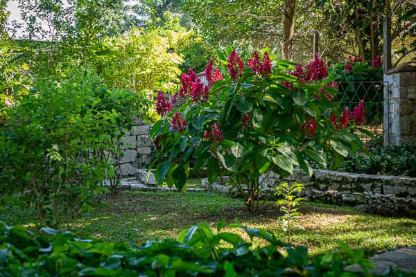 Soroa : jardin aux orchidées, fleurs (Megaskepasma erythrochlamys)