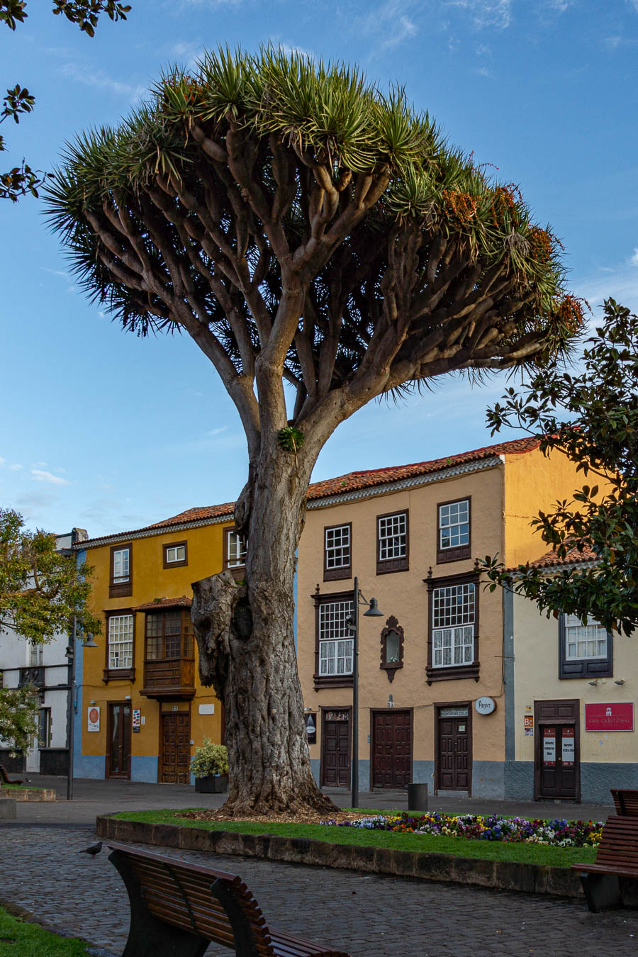 Dragonnier des Canaries (Dracaena draco)