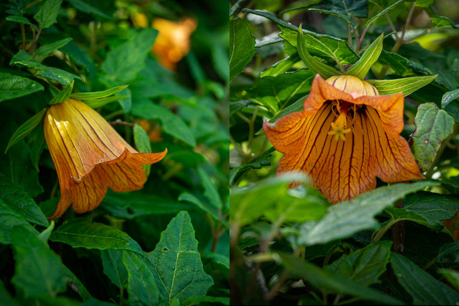 Bicácaro (Canarina canariensis), fleur endémique