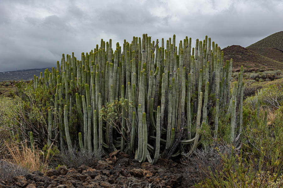 Euphorbia canariensis