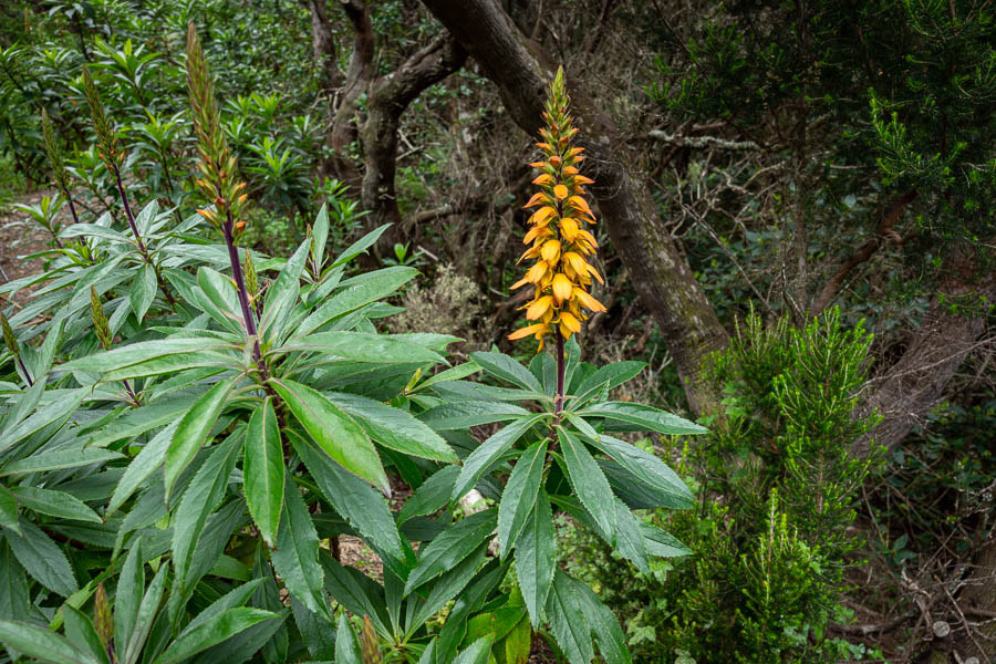 Isoplexis canariensis