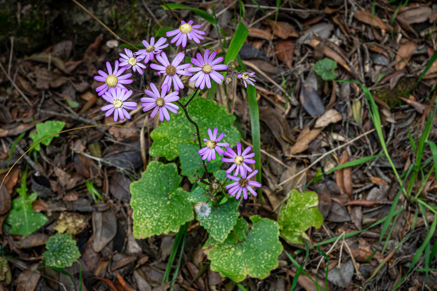 Pericallis tussilaginis