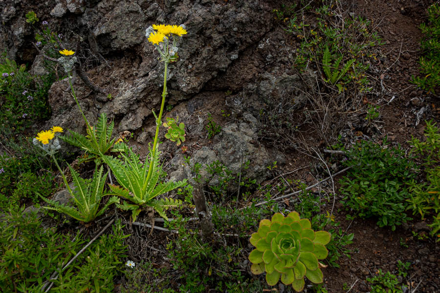 Sonchus acaulis