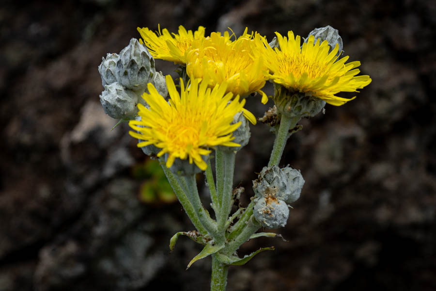 Sonchus acaulis