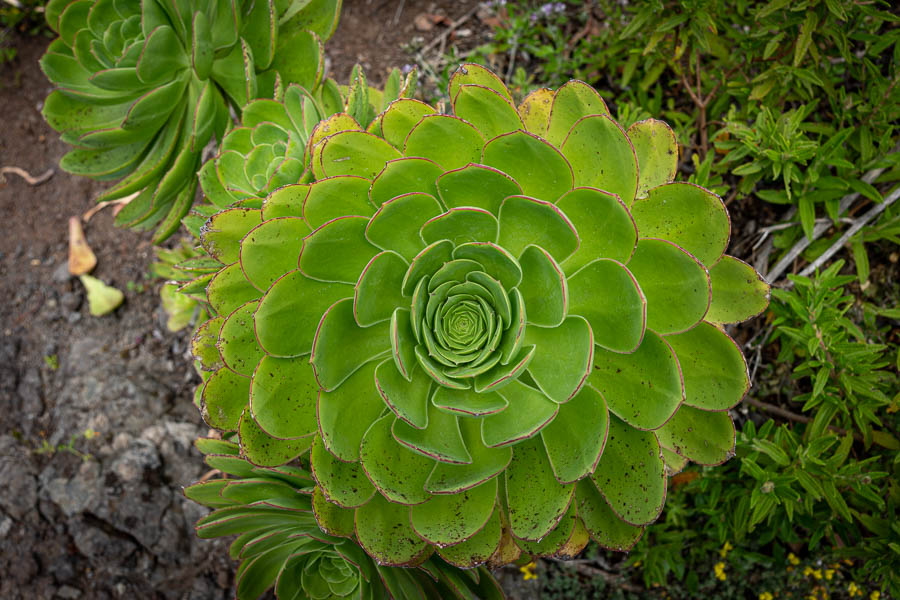 Aeonium arboreum