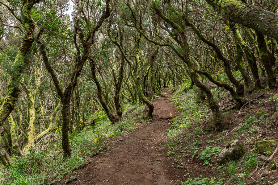 Massif du Teno : sentier en forêt