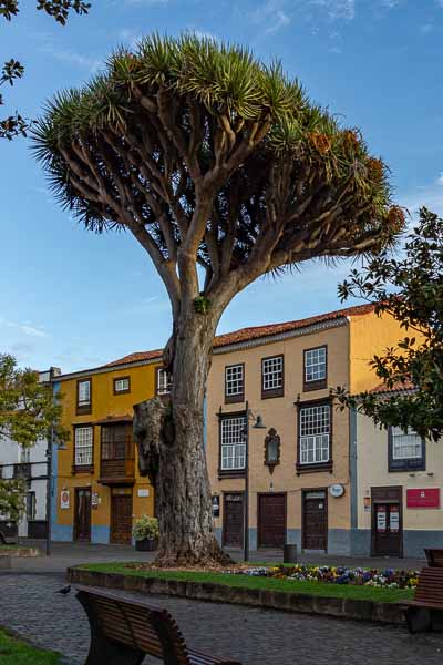 San Cristóbal de La Laguna : dragonnier des Canaries (Dracaena draco)