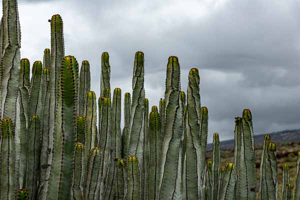 Euphorbia canariensis