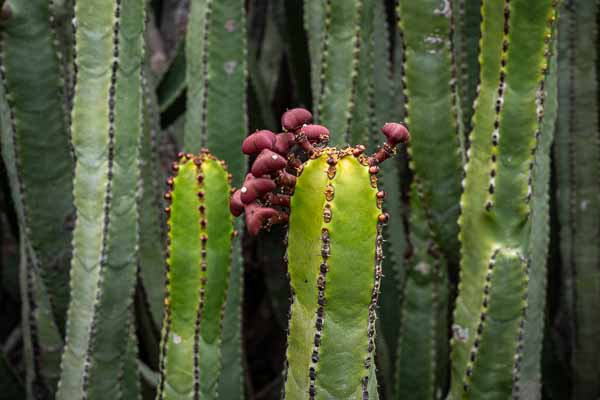 Euphorbia canariensis : fruits