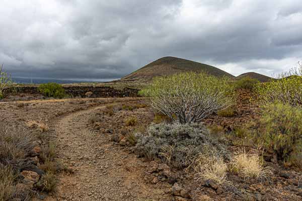 Malpaís de Güímar : euphorbes et Montaña Grande