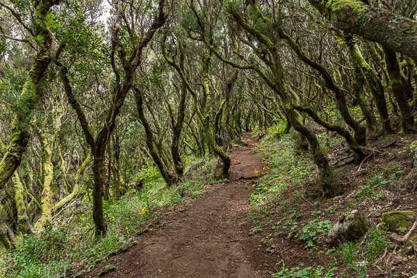 Massif du Teno : sentier en forêt