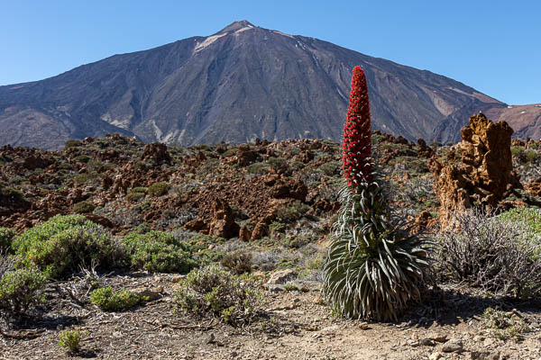 Vipérine de Tenerife (Echium wildpretii)