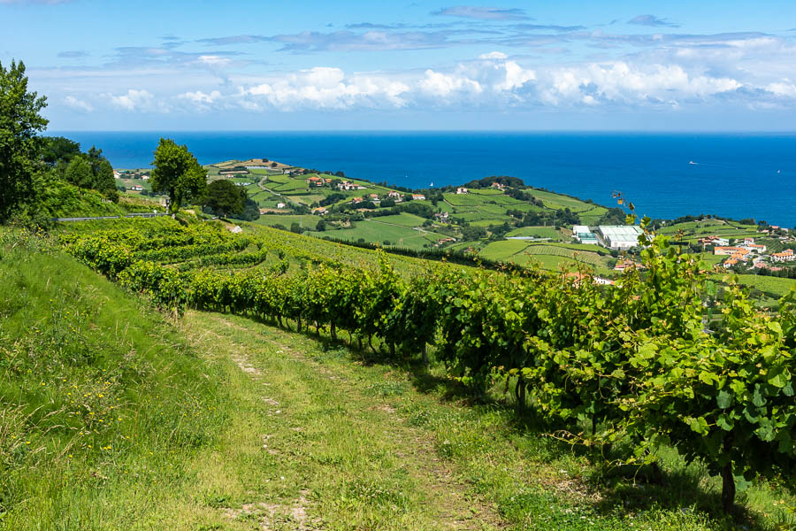 Vignes et océan